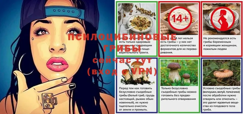 Галлюциногенные грибы Psilocybe  Амурск 